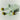 FROMRIER 5GF Tone Up Sun Ampoule BB Olive Green 60 g