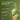 YOUNG LONG Triple Leaftea Matcha Collagen 200g