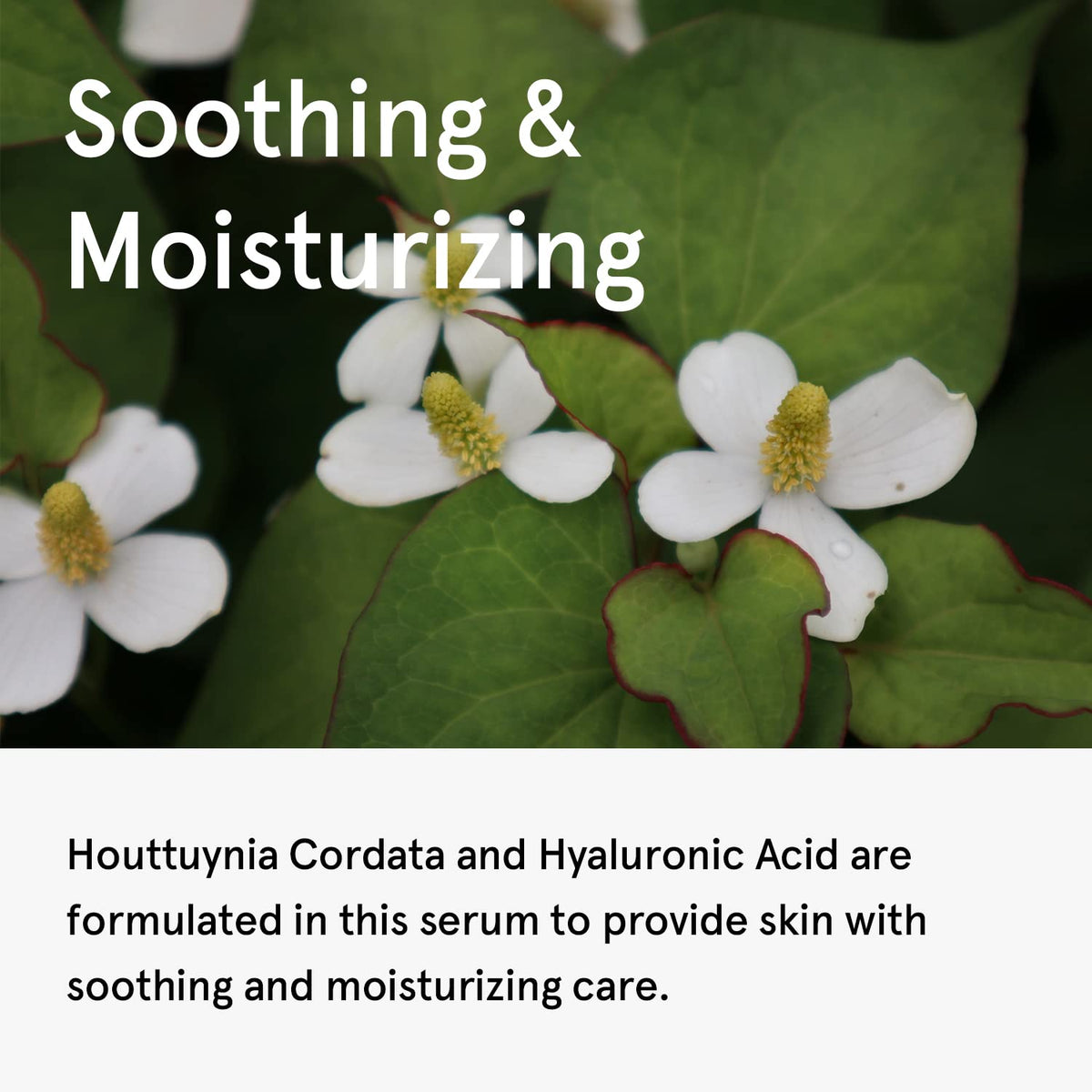 ONE THING Houttuynia Cordata Serum 80ml