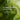 YOUNG LONG Triple Leaftea Matcha Collagen 200g