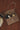 UMER_MRRV) TR Mariel WOC Chain Bag Mocha Taupe